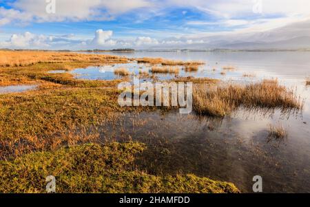 View across Traeth Abermenai saltmarsh in the Menai Strait at high tide. Newborough Warren, Newborough, Isle of Anglesey, North Wales, UK, Britain Stock Photo