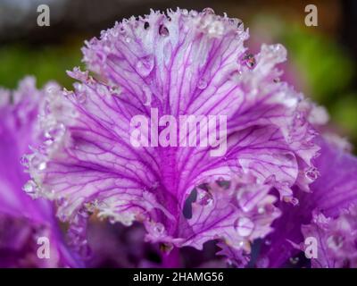 Ornamental decorative purple cabbage covered with dew drops or rain. Abstract floral background Stock Photo