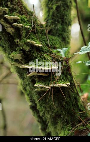 bracket fungi on moss covered tree trunk alongside Wyming Brook Drive in Fox Holes Plantation, Wyming Brook, Lodge Moor, Sheffield, England, United Ki Stock Photo