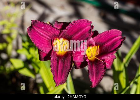 'Purple Rain' Daylily, Daglilja (Hemerocallis) Stock Photo