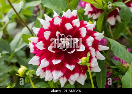 'Duet' Formal Decorative Dahlia, Dekorativdahlia (Dahlia x Hortensis)
