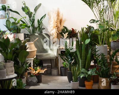 Many different houseplant and pots in flowers store. Beautiful interior with various plants, dried flowers and green armchair. Stock Photo