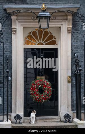 Downing Street, London, UK. 14 December 2021. Some Ministers attend the final Cabinet Meeting of 2021, rumoured to be mainly a zoom meeting, as No 10 partying in 2020 lockdown and Covid Omicron variant spread dominate the news. Larry the cat on the doorstep at No. 10, looking to his left. Credit: Malcolm Park/Alamy Live News. Stock Photo