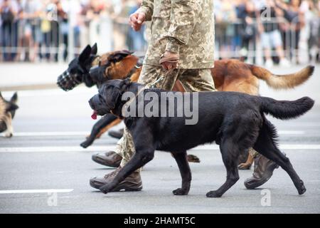 Dogs in the service of the state. Dog black labrador border guard on the street. Watchdog guard sniffer. Purebred dog on parade with the military. Stock Photo