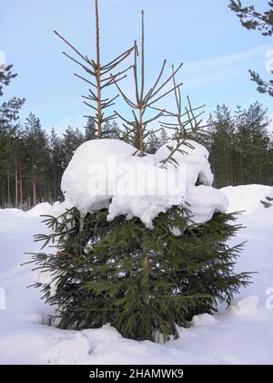 single Pine Tree ilex conifer foliage under the white snow cover under blue sky Stock Photo