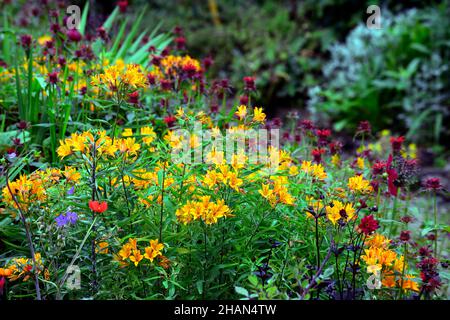 Alstroemeria violacea sweet laura,fragrant golden yellow flowers with orange red tips and specks, flower, flowers, flowering, tender perennial, RM Flo Stock Photo