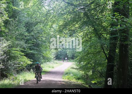 Cyclist,cycling,bicycle,in,the,scenic,wood,woods,woodland,scenery,at,Mailscot Wood,Mailscot Wood Trail,circular,loop,trail,with,views,viewpoint,at,Symonds Yat Rock,above,River Wye,Forest of Dean,Herefordshire, on,the,border,with,Wales,Welsh,and,England, English,Great Britain,GB,British,Britain,United Kingdom,UK,Europe,European, Stock Photo