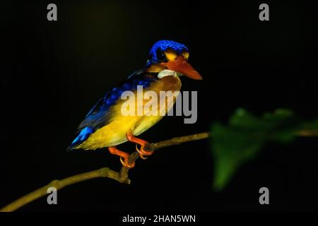 Closeup shot of an Oriental dwarf kingfisher perched on a branch Stock Photo