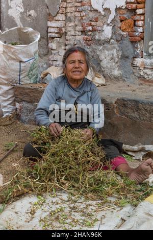 Elderly woman cleans the peas in the garden Stock Photo - Alamy