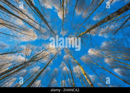 Branches of trees covered with frost on a background of blue sky, looking at the blue sky Stock Photo