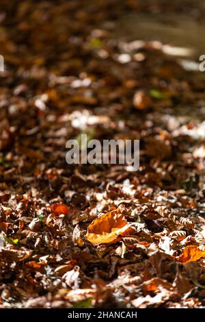 Many brown leaves on the forest ground on an autumn season scene landscape Stock Photo