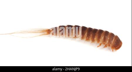 Dermestidae beetle larva isolated on white background, macro photo Stock Photo