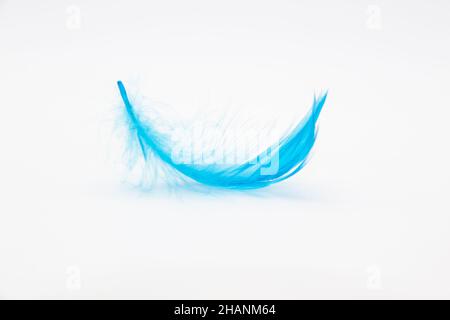 Beautiful blue fluffy bird feather on a white background. Stock Photo