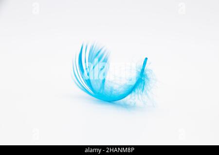 Beautiful blue fluffy bird feather on a white background. Stock Photo