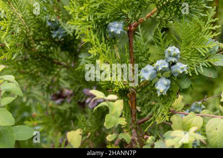 Young green cones in forest Stock Photo