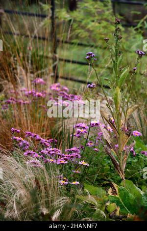 Chrysanthemum Clara Curtis,single daisy-like mid-pink flower, pink flowers,Amos Perry's rubellum hybrids,Amos perry,single flowers,mixed planting sche Stock Photo