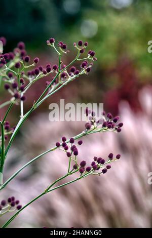 Eryngium pandanifolium Physic Purple,giant sea holly,thistle,thistles,ornamental plant,architectural plant,Eryngium descaisneum,eryngo,garden,rm flora Stock Photo