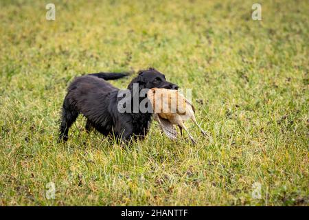 Black Cocker Spaniel retrieving shot pheasant on game shoot. Stock Photo
