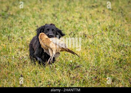 Black Cocker Spaniel retrieving shot pheasant on game shoot. Stock Photo