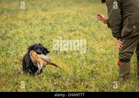 Black Cocker Spaniel retrieving shot pheasant to owner. Stock Photo