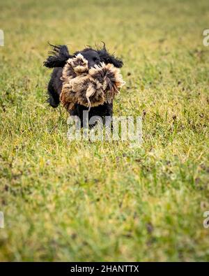 Black Cocker Spaniel retrieving shot pheasant on game shoot. Stock Photo