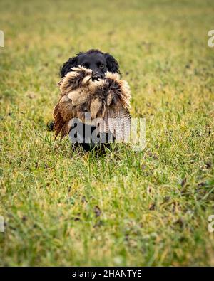 Black Cocker Spaniel retrieving shot pheasant on game shoot. Stock Photo