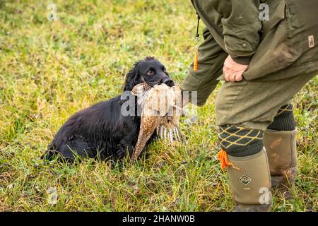 Black Cocker Spaniel retrieving shot pheasant to owner. Stock Photo