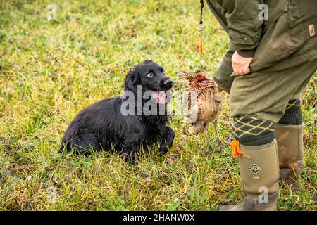Black Cocker Spaniel retreiving shot pheasant. Stock Photo