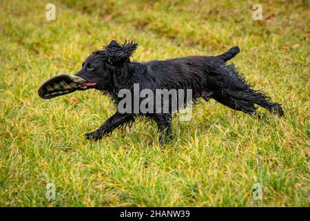 Cocker Spaniel dog carrying cap in field Stock Photo