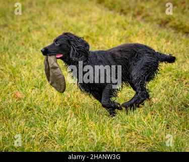 Cocker Spaniel dog carrying cap in field Stock Photo