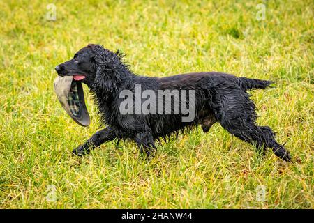 Cocker Spaniel dog carrying cap in field Stock Photo