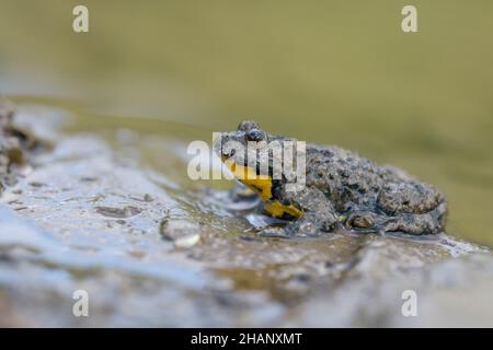 Gelbbauchunke, Bombina variegata, Yellow-bellied Toad Stock Photo