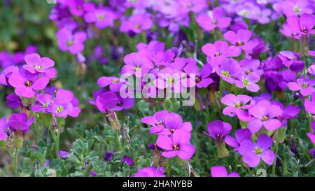 photo of the small flowers of an Aubrieta upholstered perennial with selective focus Stock Photo