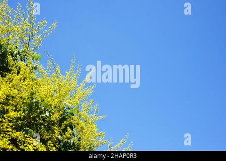 A corner of flowering yellow branches against a blue sky. Copy space for text. Stock Photo
