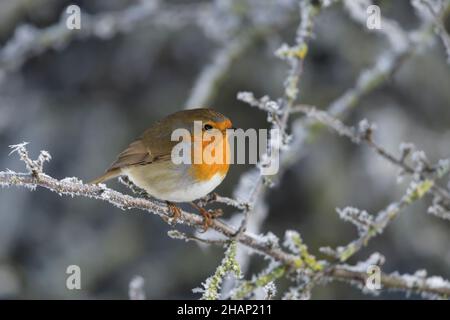 Rotkehlchen, Erithacus rubecula, European Robin in Winter Stock Photo
