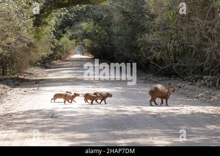 Capybara family crossing a dirt road Stock Photo