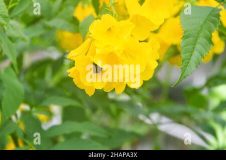 Common trumpet creeper (Campsis radicans) variety Flava Stock Photo