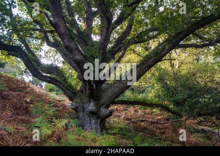 An old oak tree in Horner Wood, Horner Combe, Exmoor National Park, Somerset Stock Photo