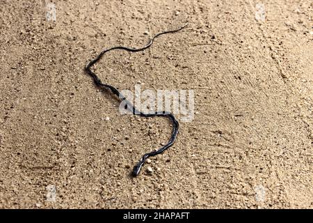 A snake crushed by a car on a forest sandy road is a common sight in any part of the world. Call for reptile conservation. Sri Lanka Stock Photo