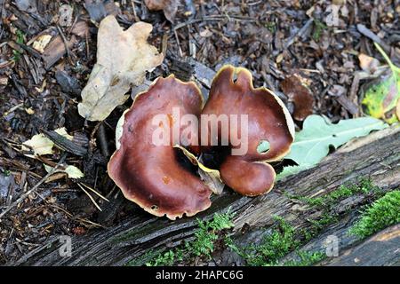 Royoporus badius, also called Polyporus badius, commonly known as black-footed polypore or black-leg, wild fungus from Finland Stock Photo