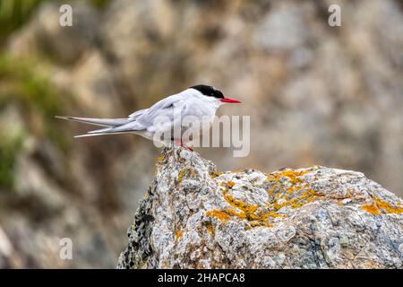 An Arctic tern, Sterna paradisaea, perched on a rock in the Shetland Islands.