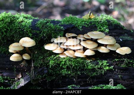 Kuehneromyces mutabilis. also called (synonym: Pholiota mutabilis, commonly known as the sheathed woodtuft, an edible wild mushroom from Finland Stock Photo