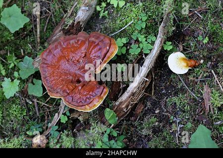 Ganoderma lucidum, commonly known as lingzhi or reishi, wild medicinal polypore fungus from Finland Stock Photo