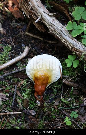 Ganoderma lucidum, commonly known as lingzhi or reishi, wild medicinal polypore fungus from Finland Stock Photo