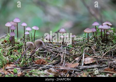 Mycena purpureofusca, commonly known as the purple edge bonnet, wild mushroom from Finland Stock Photo