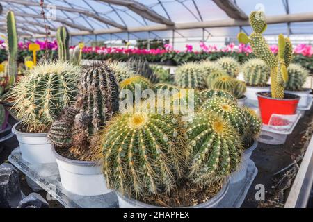 collection of various succulent and cactus plants in greenhouse Stock Photo