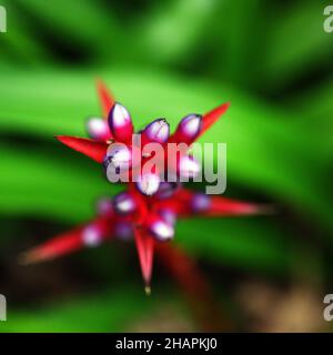 Shallow focus bromeliad on a green blurred background Stock Photo