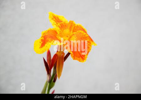 Blooming canna or canna lily is the only genus of flowering plants in the family Cannaceae Stock Photo