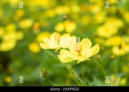 Bright yellow flowers, close up photo. Cosmos sulphureus Stock Photo