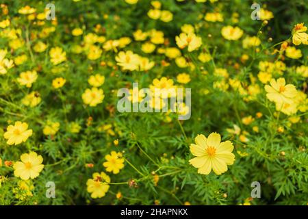 Bright yellow flowers on a sunny day. Cosmos sulphureus Stock Photo